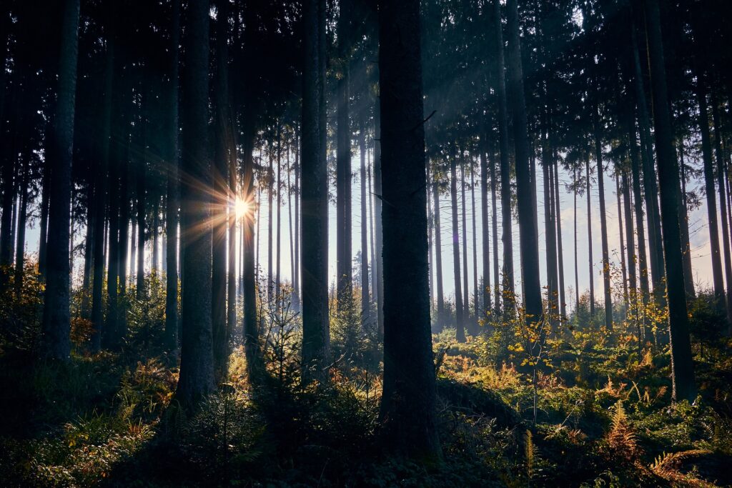 木漏れ日の射す森の画像